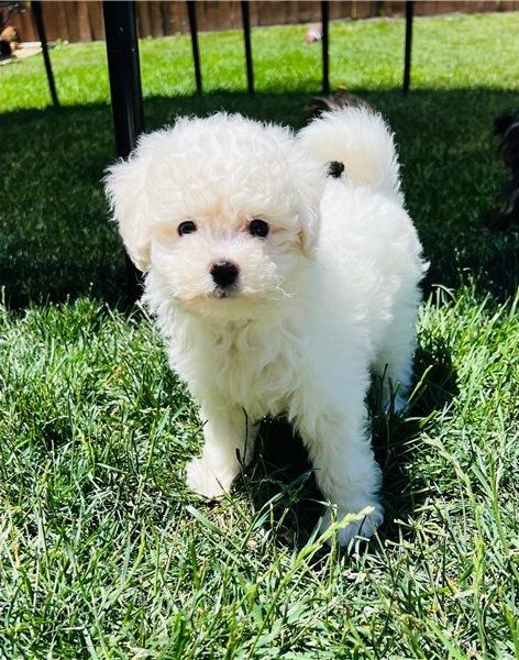 Maltipoo puppies for sale: Contact: 320-523-6725 #maltipoo #dogsofinstagram #maltipoosofinstagram #puppy #maltese #dog #maltipoopuppy #dogs #puppylove #maltipoolove #poodle #puppiesofinstagram #dogstagram #dogoftheday #maltipoonation #doglife #maltipoolife #instadog #doglover #poodlemix #puppylife #doglovers #puppies #cute #cutedogs #maltipoolovers #toypoodle #maltipoos #love #poodlesofinstagram Mini Maltipoo, Toy Maltipoo, Maltipoo Breeders, Teacup Maltipoo, Puppy Maltese, Maltipoo Puppies For Sale, Maltipoo Puppies, Puppies Near Me, Puppies Cute