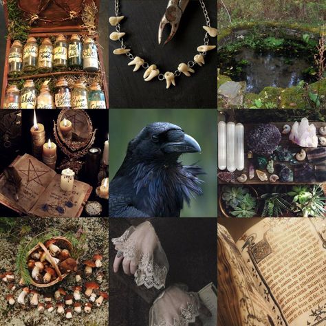 Witch Aesthetic Board, Witch Aesthetic Moodboard, Mood Boards Character Design, Bird Mood Board, Crow Moodboard, Animal Moodboard Aesthetic, Moth Moodboard, Horse Moodboard, Character Board Aesthetic