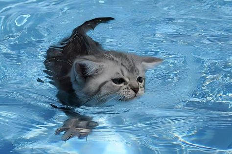 Water Avatar, Sea Core, Arte Ganesha, Avatar Wallpaper, Aesthetic Cat, Blue Aesthetic Pastel, Animal World, Cute Cats Photos, Ocean Vibes