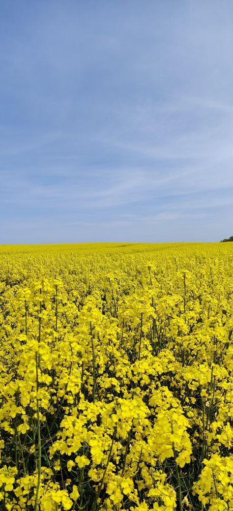 Plant Parenthood, Rapeseed Field, Junk Drawer, Yellow Flowers, Health Benefits, Garden Ideas, Poppies, Natural Landmarks, Collage