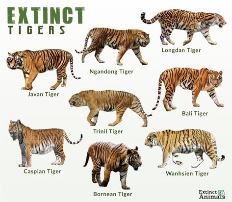 Tiger Species, Animal Infographic, Big Cats Art, Animal Tracks, Ancient Animals, Hilarious Photos, Extinct Animals, Animal Facts, Prehistoric Animals