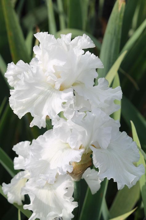 Iris Bouquet, White Flowers Garden, Flower Identification, Tall Bearded Iris, White Iris, White Wedding Theme, Iris Garden, Blowing Bubbles, Bearded Iris