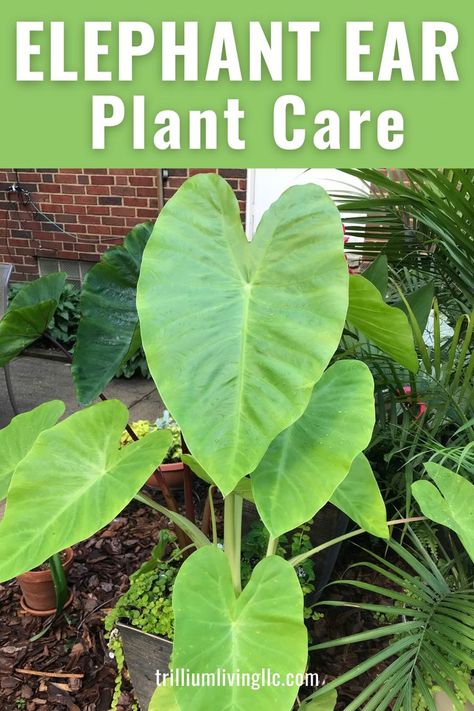 Close up photo of Elephant ear plant leaves with the text overlay: Elephant Ear Plant Care Elephant Ear Plant Indoor, Elephant Ear Plant Care, Fall Gardening Ideas, Elephant Ear Plants, Elephant Ear Bulbs, Colocasia Esculenta, Taro Plant, Elephant Plant, Fall Gardening