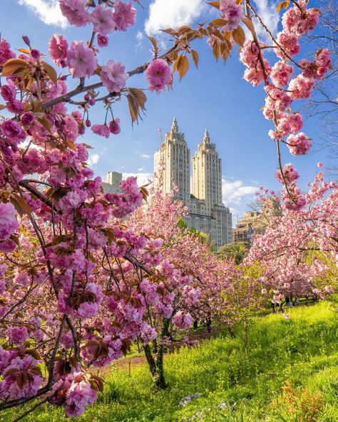 Kevin Burke | New York (@keankburke) posted on Instagram: “If you haven’t been to this part of Central Park now is the time, it is lovely. . . . ************************************************…” • Apr 26, 2021 at 2:04pm UTC Central Park Aesthetic, Blossoms In Bloom, Cherry Blooms, Spring In New York, Brooklyn Bridge Park, Reference Pics, Brooklyn Heights, Nyc Life, Fantasy Places