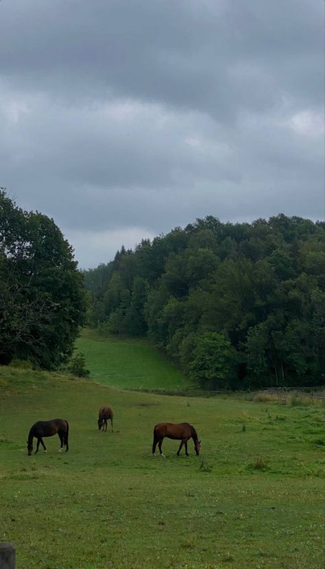 Horse Paddock, Dream Yard, Horse Aesthetic, One With Nature, Art Diary, Horse Equestrian, Village Life, Pretty Horses, Horse Farms