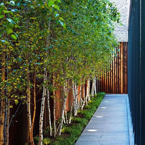 Use a row of white bark birch trees along a fence line to give additional privacy. Privacy Trees, Side Yard Landscaping, Privacy Landscaping, Fence Landscaping, Side Garden, Have Inspiration, Small Garden Design, Fence Design, Modern Landscaping