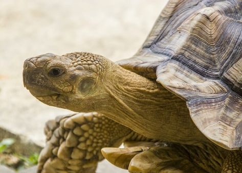 Sulcata Tortoise Care, African Sulcata Tortoise, Turtle Project, Terrestrial Animals, Reptile Care, Tortoise Care, Turtle Habitat, Sulcata Tortoise, Future Farms