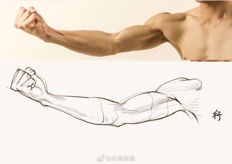 Arm Anatomy, Arm Drawing, Anatomy Sculpture, Human Anatomy Drawing, Human Figure Drawing, Human Anatomy Art, Human Drawing, Anatomy Sketches, Body Reference Drawing