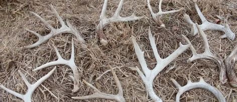 How to Be a More Efficient Shed Hunter | MeatEater Wired To Hunt Shed Hunting Tips, Deer Stand Windows, Shed Hunting, Antler Hunting, Deer Signs, Trail Cameras, Deer Horns, Shed Antlers, Keep Walking