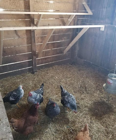 Chicken Coop Pallets, Chicken Roost, Barn Stalls, Meat Birds, Chicken Coop Signs, Horse Stall, Dream Scape, Coop Design, Laying Hens