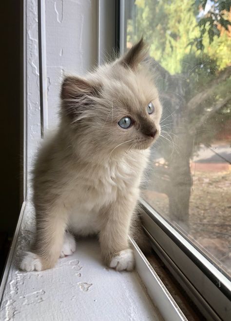 Chocolate Sepia Ragdoll kitten Sepia Ragdoll Kitten, Chocolate Ragdoll, Lion Heart, Ragdoll Kitten, The Whale, Maine Coon, Lion, Kittens, Figurines