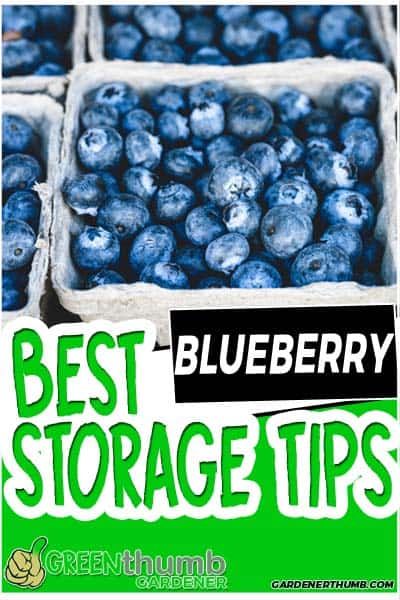 Keep Blueberries Fresh Longer, Freezing Blueberries How To, How To Keep Blueberries Fresh Longer, How To Preserve Blueberries, Store Blueberries In The Fridge, Storing Blueberries In The Fridge, Best Way To Store Blueberries, Blueberry Preservation, How To Freeze Fresh Blueberries