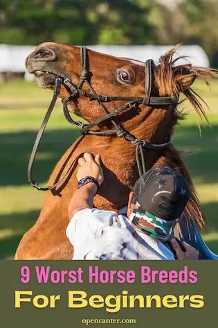 9 Worst Horse Breeds for Beginners - New Riders Beware Best Horse Breeds For Beginners, Types Of Horses Breeds, Horse Breeds Chart, Horse Breeds For Beginners, Horse Stable Ideas, Paint Horse Breed, Trakehner Horse, Horse Barn Ideas, Rare Horse Colors