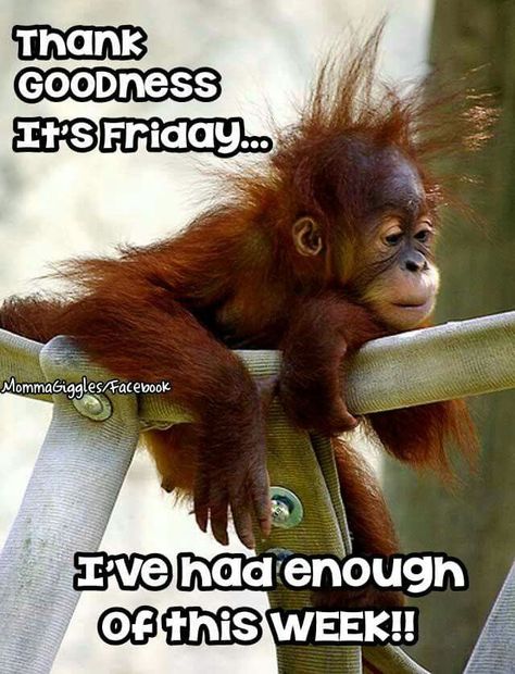 Thank God It's Friday Ive Had Enough Of This Week Baby Orangutan, Great Ape, Monkeys Funny, Its Friday Quotes, Cute Monkey, Baby Monkey, Primates, Sweet Animals, 귀여운 동물