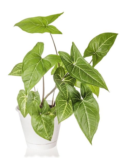 35 Best Indoor Plants for Apartments — Best Houseplants for Apartment Dwellers Plants For Apartments, Beautiful Indoor Plants, Indoor Plants Diy, Arrowhead Vine, Best Houseplants, Cast Iron Plant, Zebra Plant, Butterfly Houses, Ficus Tree