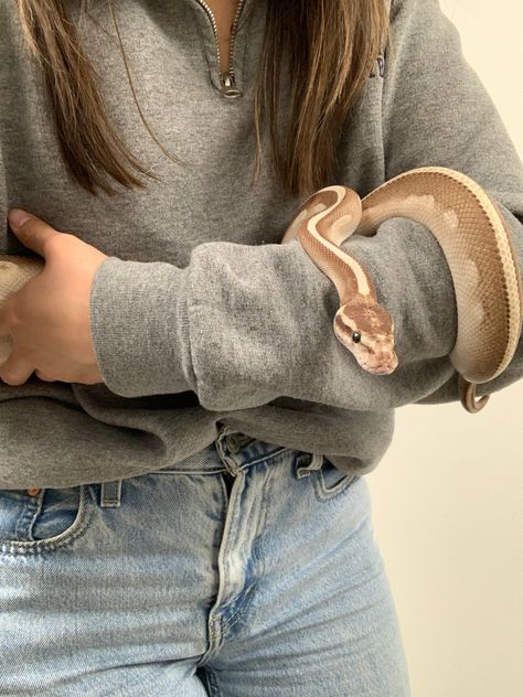 Ball Python Pet, Snake Care, Alpha Females, Snake Cages, Snake Enclosure, Pretty Snakes, Colorful Snakes, Ball Python Morphs, Corn Snake