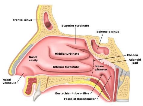 Nose Anatomy Medical, Nose Diagram, Nose Anatomy, Human Nose, Nasal Obstruction, Sinus Cavities, Ear Anatomy, Basic Anatomy And Physiology, Human Pictures