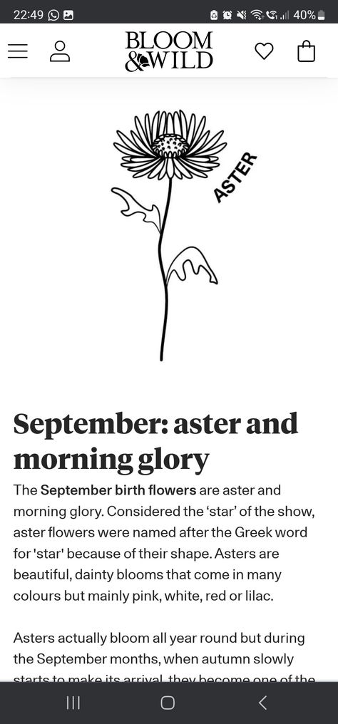 September Birth Flower Tattoo Aster, September Birth Flower Tattoo, September Birth Flower, Bloom And Wild, Aster Flower, Birth Flower Tattoos, Greek Words, Birth Flower, Morning Glory