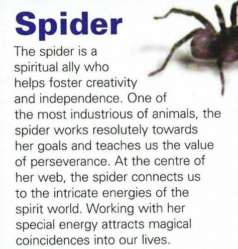 spider spirit... My mom told me how I was seeing many spiders that she did not see when I was 2 Animal Totem Spirit Guides, Spiritual Animals, Spirit Animal Meaning, Animal Meanings, Spirit Animal Totem, Animal Spirit Guide, Totem Animals, Spiritual Animal, Animal Spirit Guides