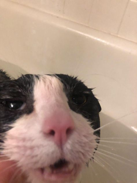 Silly Wet Cat, Wet Kittens Funny, Wet Cats Funny, Wet Cat Reaction Pic, Sopping Wet Cat, Mischevious Cat, Cat Showering, Scraggly Cat, I'm Wet Reaction Pic