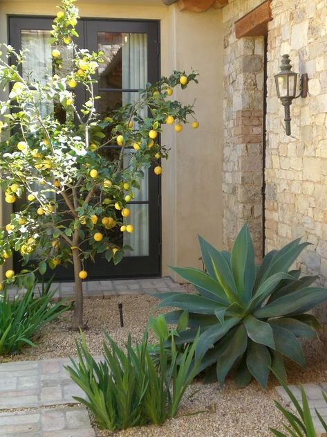 Decorating with Meyer Lemon Trees | Mediterranean Garden Design, Front Yard Garden Design, Potager Garden, Modern Garden Design, Mediterranean Garden, Front Yard Garden, Orange Tree, Garden In The Woods, Lemon Tree