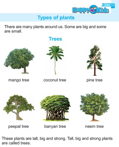 Types Of Plants For Kids, Types Of Plants Worksheet, Plants Preschool, Evs Project, Calligraphy For Kids, World Geography Map, Plants Kindergarten, Plants Names, Rajput Jewellery