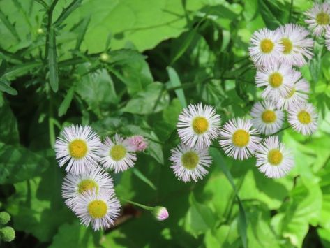 Fleabane Medicinal Uses, Fleabane Medicinal, Fleabane Uses, Plant Song, Medicinal Wild Plants, Plant Identification, Wild Plants, Brewing Tea, The Meadows