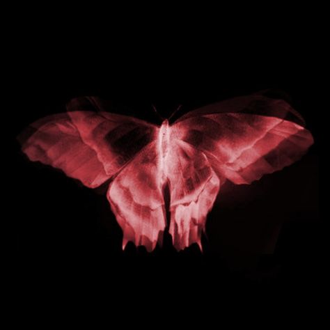 The Hollow, Hello You, Edit Video, Red Butterfly, Red