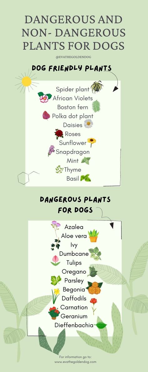 An overview with dangerous plants for dogs to avoid and a list of dog friendly plants to keep Garden For Renters, Pet Friendly Lawn Alternatives, Outdoor Plants Safe For Dogs, Pet Safe Plants Outdoor, Dog Friendly Flowers, Dog Side Yard Ideas, Dog Friendly Plants Outdoor, Dog Safe Garden, Dog Friendly Garden Ideas