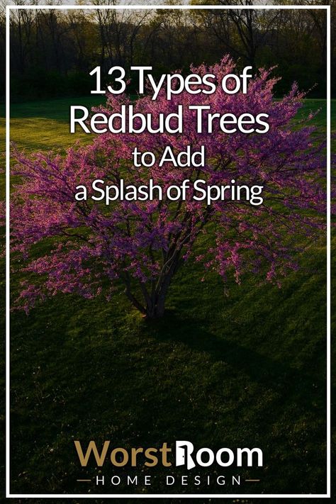 Types of Redbud Trees Ruby Falls Weeping Redbud Tree, Redbud Tree Landscaping Ideas, Avondale Redbud Tree, Merlot Redbud Tree, Oklahoma Redbud Tree, Carolina Sweetheart Redbud, Eastern Redbud Tree Landscapes, Red Bud Trees Landscaping, Flame Thrower Redbud Tree