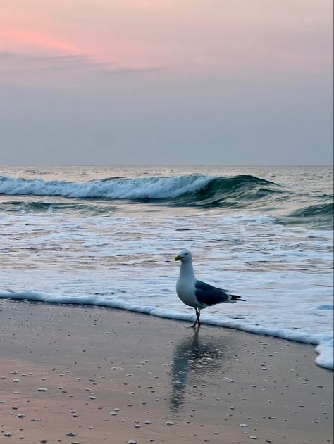 beach aesthetic seagull summer waves ocean Aesthetic Seagull, Seagull Aesthetic, Coastal Birds, Class Games, Waves Ocean, Summer Waves, Ocean Vibes, Beach Aesthetic, Ocean Waves