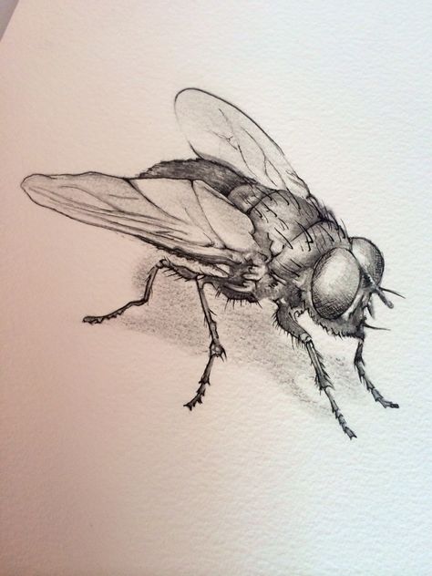 Flying Things Drawing, Insect Pencil Drawing, House Fly Drawing, Insect Drawing Sketchbooks, Bugs Drawing Sketches, Flies Drawing, Insects Sketch, Insect Sketches, Bug Sketches