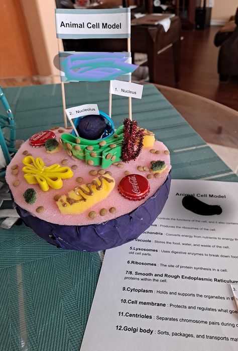 3d Animal Cell, Animal Cell Model, Animal Cell Project, Cell Project, Cell Parts, Cells Project, Cell Organelles, Cell Model, Animal Cell