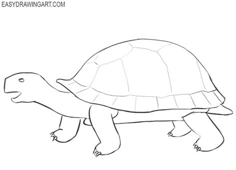 Desert Tortoise Drawing, Tortoise Line Drawing, Tortoise Drawing Simple, How To Draw A Tortoise, Tortoise Drawing Easy, Tortoise Sketch, Robin Craft, Tortoise Art, Lines Artwork