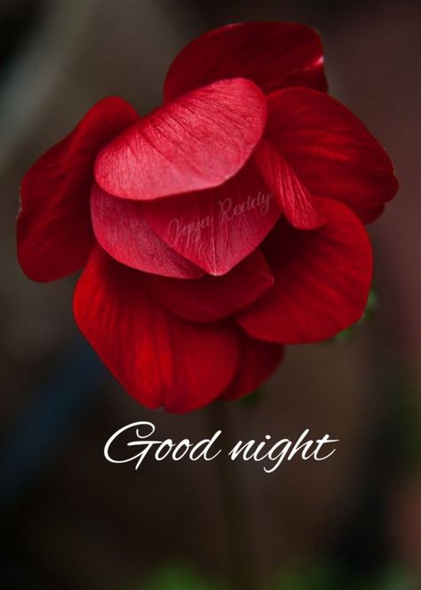 1430+ Good Night Pictures, Images, Photos Happy Good Night, Afternoon Greetings, Good Night Pictures, Good Night For Him, Good Night Dear, Sunday Greetings, Lovely Good Night, Good Night Beautiful, Romantic Good Night