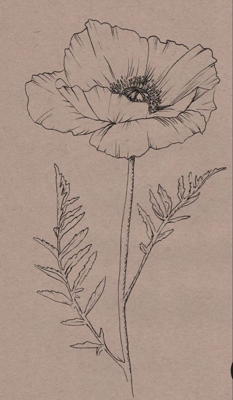 Poppy Tattoo Sketch, Poppy Ink Drawing, Botanical Drawing Tattoo, How To Draw Poppies, Poppy Flower Sketch, Poppy Drawings, Poppy Flower Tattoo Design, Poppy Line Drawing, Poppy Doodle