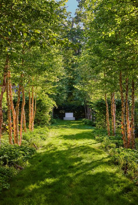 Sustainable Garden Ideas, Hornbeam Hedge, Landscaping Pool, Rose Uniacke, Scandinavian Chairs, Port Townsend, Specimen Trees, Side Garden, Cabin Living