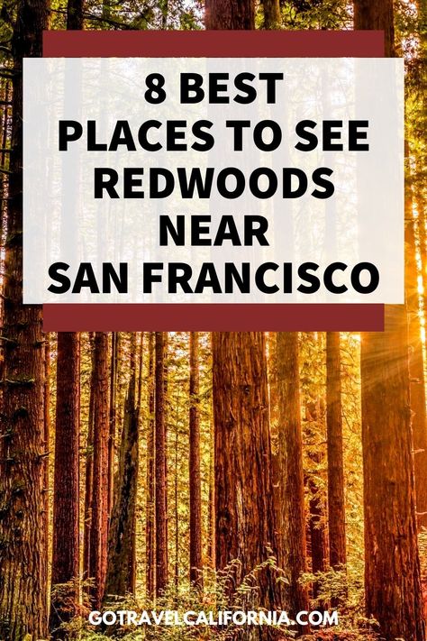 Discover enchanting redwood groves within easy reach of San Francisco, offering opportunities to marvel at these majestic giants and immerse yourself in the serene beauty of these ancient forests. #SanFranciscoRedwoods #CoastalForestExploration San Francisco Redwoods, California Travel Guide, Redwood Trees, Info Board, Redwood Tree, Visit California, Ancient Forest, The Best Advice, Best Advice