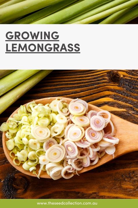 Discover the secrets to growing vibrant and fragrant lemongrass in your own garden. From seed to harvest, learn how to cultivate this versatile perennial herb to bring its zesty aroma and flavour to your kitchen garden. Grow Lemongrass, Seed Collection, Perennial Herbs, Kitchen Garden, Lemon Grass, Perennials, The Kitchen, Seeds, Herbs