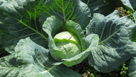 As the blogger behind Where are the Chickens explains, cabbage leaves are definitely edible, even if they don't look like the cabbage you know and love. Homemade Slaw, Cabbage Wraps, Making Sauerkraut, Cabbage Plant, Cabbage Head, Flowering Cherry Tree, Flavorful Vegetables, Cooked Cabbage, Beet Greens