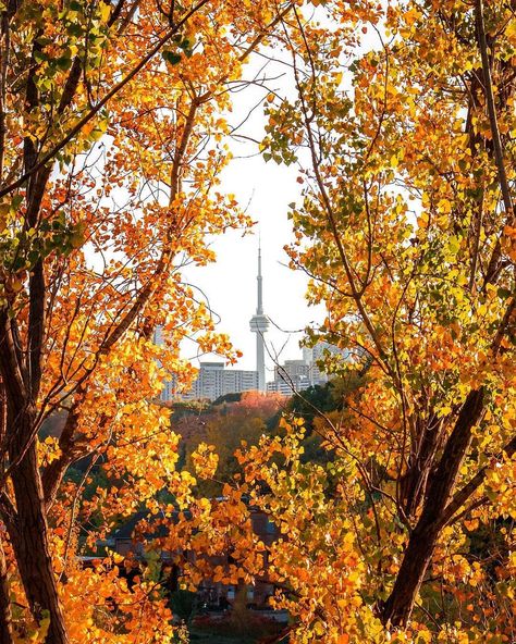 Vision Board Pictures, Instagram Autumn, Autumn Beauty, Beauty Photos, Autumn Cozy, Toronto Ontario, Facebook Cover, Happy Thanksgiving, Autumn Leaves