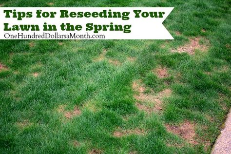 This past weekend the HH and I reseeded our lawn.  Let me tell you Bob, the winter sure wreaks havoc on  your lawn, and with my new goal of working in the garden every day, it has had a lot of foot traffic, which in its delicate state, kind of leaves bare spots.  Bare spots … Reseeding Lawn, Organic Lawn Care, Spring Lawn Care, Seeding Lawn, Lawn Fertilizer, Diy Lawn, Aerate Lawn, Lawn Care Tips, Lawn Sprinklers