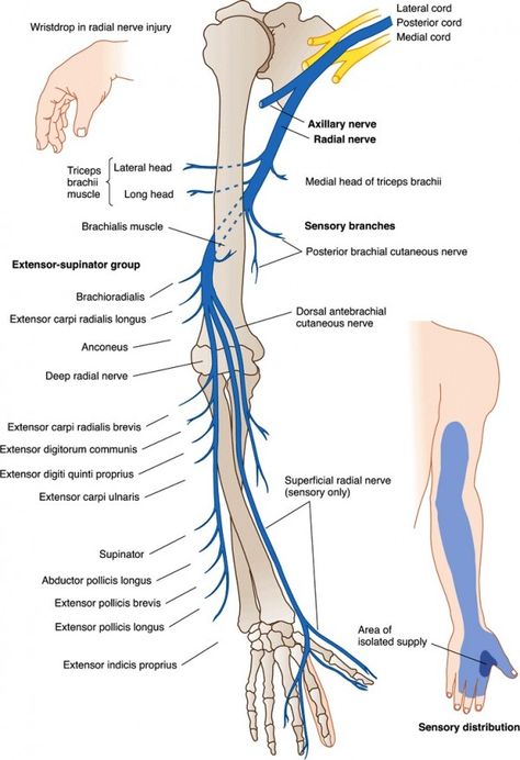 radial n Nerve Anatomy, Radial Nerve, Sistem Saraf, Elbow Braces, Anatomy Physiology, Muscle Anatomy, Human Anatomy And Physiology, Medical Anatomy, Hand Therapy