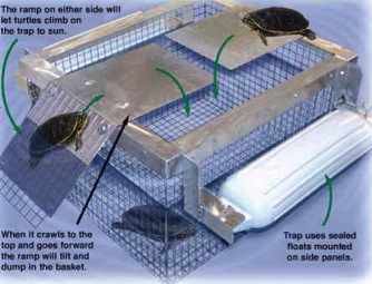 Ramp type turtle trap Snake Trap, Hog Trap, Red Ear Turtle, Turtle Traps, Crawfish Traps, Hoop Net, Fishing Gadgets, Catfish Bait, Animal Traps