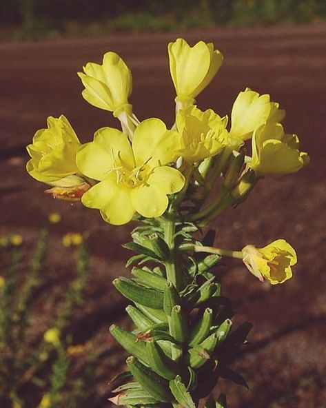 Evening Primrose is considered a loved wildflower to some and an annoying weed to others. In historical folklore, evening primrose are said to represent fickleness. Those practicing witchcraft also recommended using the plant while bathing to increase desirability to potential lovers and friends.  Oil from the leaves and seeds can be used in creams to aid in healing and relieve itching and redness of skin caused by eczema, wounds, or burns. Ingesting the oil has also been found to improve cardio Common Evening Primrose, Uk Wildflowers, Herb Collection, Oenothera Biennis, Minnesota Wildflowers, Evening Primrose Flower, Texas Wildflowers, Medicinal Herbs Garden, Biennial Plants