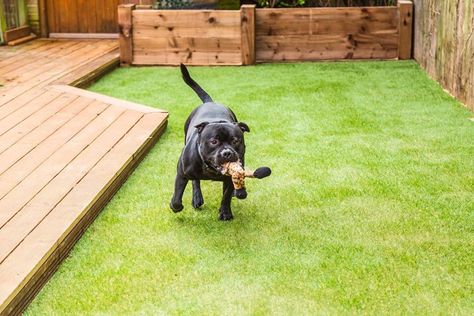 Artificial Grass Backyard, Artificial Grass For Dogs, Indoor Dog Park, Dog Friendly Garden, Turf Backyard, Best Artificial Grass, Pet Turf, Artificial Grass Installation, Fake Grass