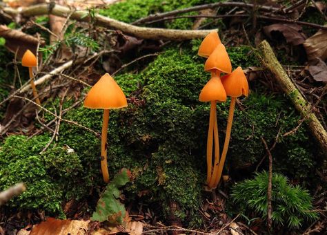 small, orange, pixy-capped mushroom called Salmon Unicorn (Entoloma salmonem [or quadratum]). Pixie Caps Mushroom, Orange Mushroom Tattoo, Mushroom Oc, Fairy Portal, Strange Plants, Life Reference, Mushroom Tattoo, Mushroom Magic, Small Mushroom