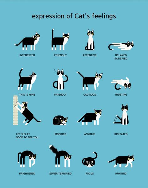 Litter Cabinet, Katt Grejer, Cat Language, Cat Body, Cat Info, Cat Care Tips, Kitten Care, Cat Pose, Cat Parenting