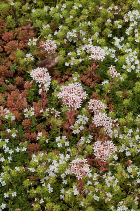 Sedum album|white stonecrop/RHS Gardening Stonecrop Sedum, Hampton Court Palace Gardens, Orchid Show, Palace Garden, Garden Types, Wildlife Gardening, Plant Health, Chelsea Flower, Chelsea Flower Show