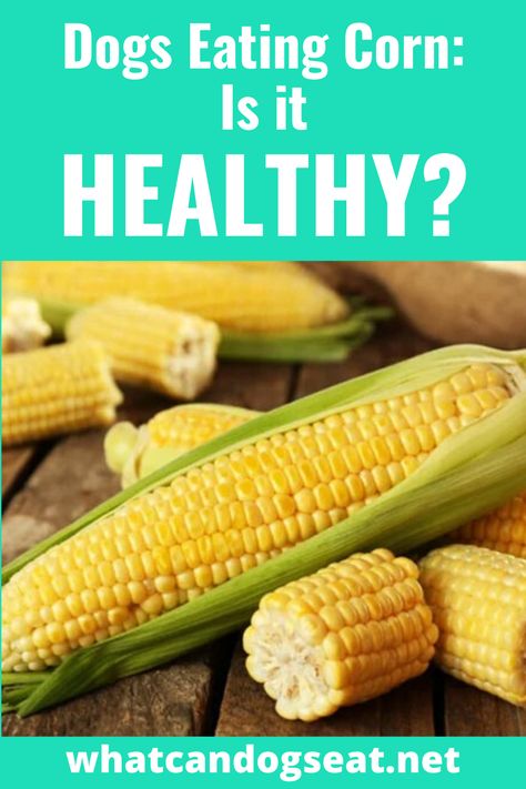 What Can Dogs Eat, Can Dogs Eat Carrots, Can Dogs Eat Corn, Human Food For Dogs, Dogs Eating, Dog Nutrition, Canned Corn, Corn Kernel, Corn Chips